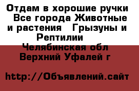 Отдам в хорошие ручки - Все города Животные и растения » Грызуны и Рептилии   . Челябинская обл.,Верхний Уфалей г.